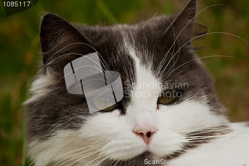 Image of catface