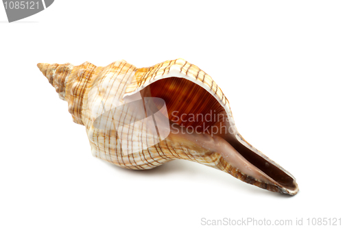 Image of Beautiful Sea Shell
