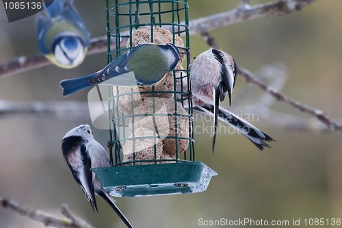 Image of Bird feeder