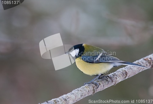 Image of Great tit