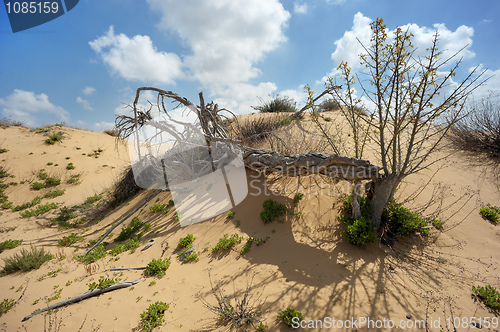 Image of Dead tree among the sand