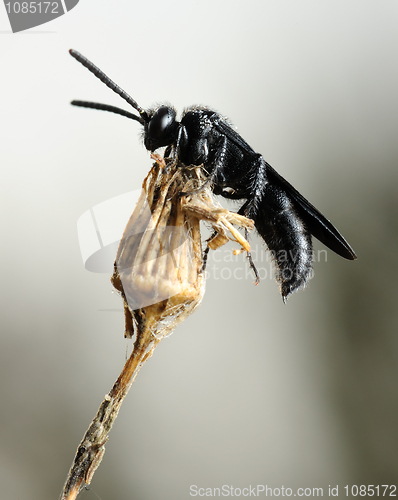 Image of Small black bee on the dry plant