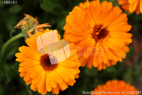 Image of Two calendulas