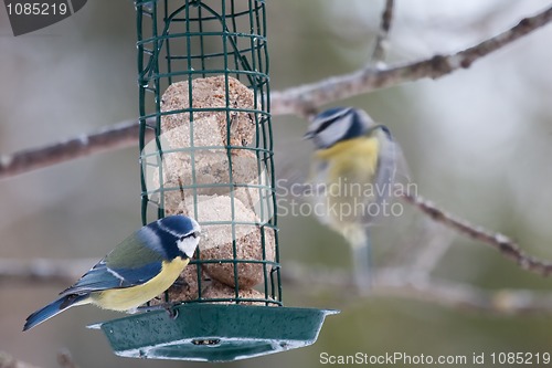 Image of Blue tits