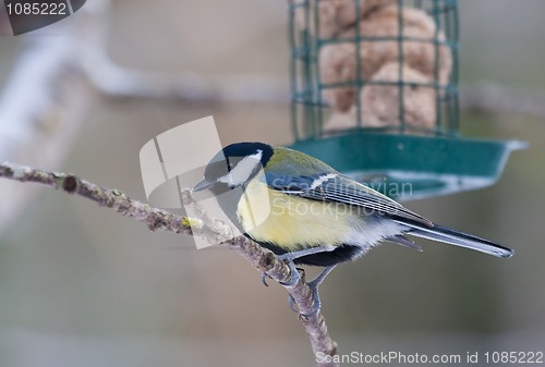 Image of Great tit