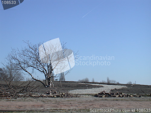 Image of Lonely Tree