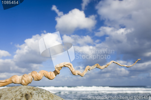 Image of Spiral Driftwood