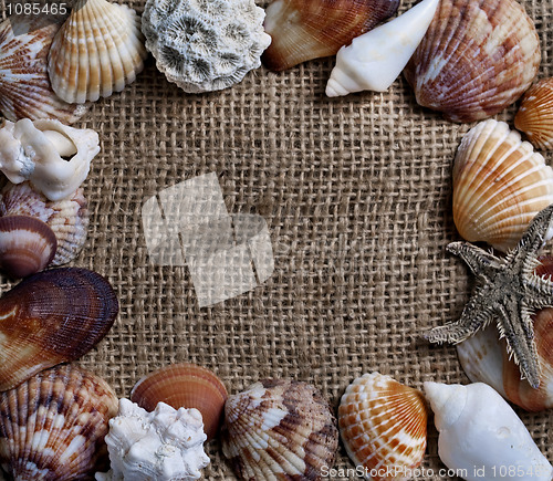 Image of Seashells frame