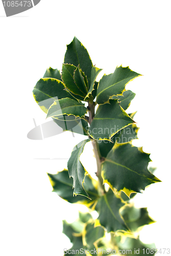 Image of Holly branch with leaves