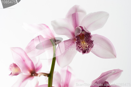 Image of White and pink orchids