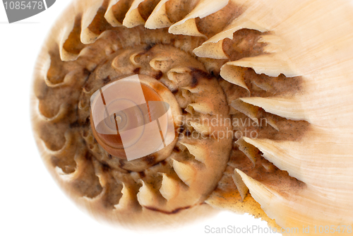 Image of Sea shell macro detail
