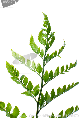 Image of Fern leaf 