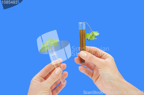 Image of Clean and dirty water samples with fresh and wilted leaves