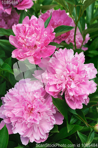 Image of Bouquet of fresh pink peonies