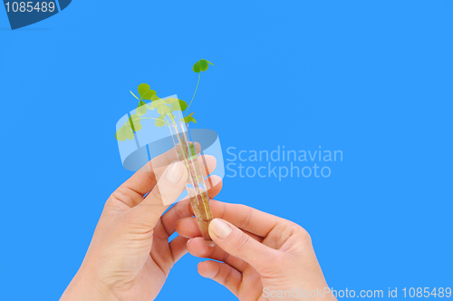 Image of Hand holding tube with fresh  sorel (oxalis)