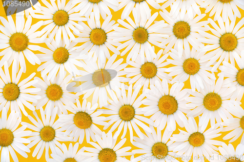 Image of Fresh daisies over yellow background