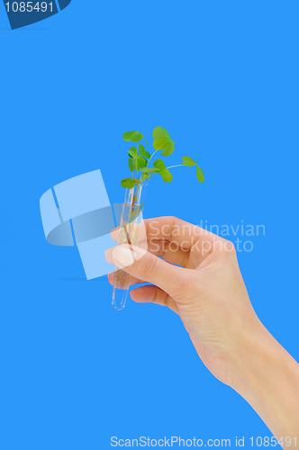 Image of Hand holding tube with fresh  sorel (oxalis)