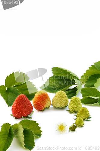 Image of Strawberry growth isolated on white