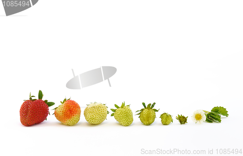 Image of Strawberry growth isolated on white