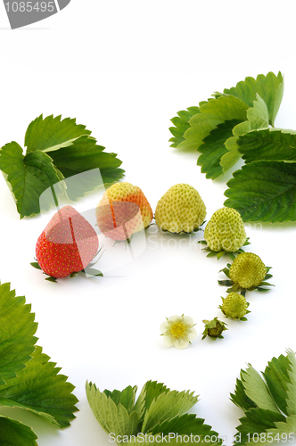 Image of Strawberry growth isolated on white