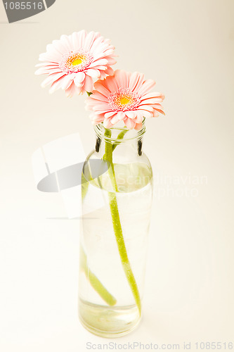 Image of Gerbera flowers