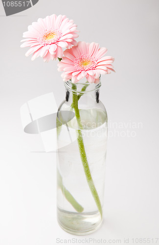 Image of Gerbera flowers