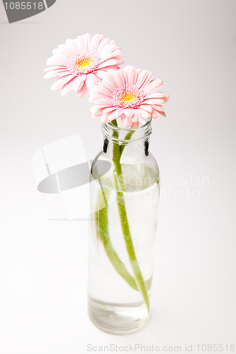 Image of Gerbera flowers