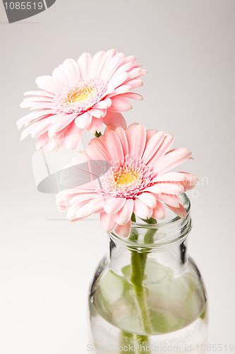 Image of Gerbera flowers