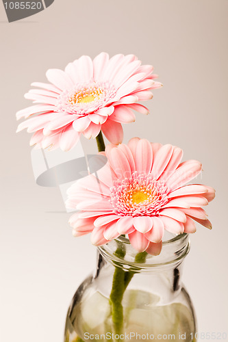 Image of Gerbera flowers