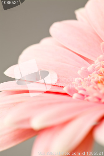 Image of Gerbera flower