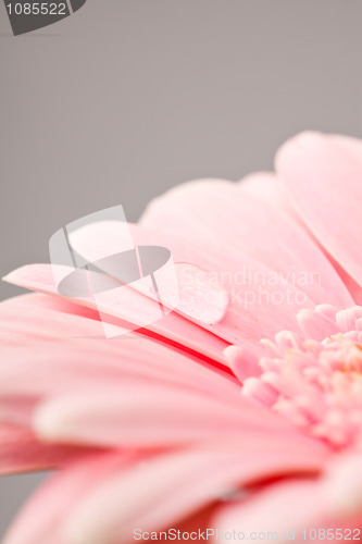 Image of Gerbera flower