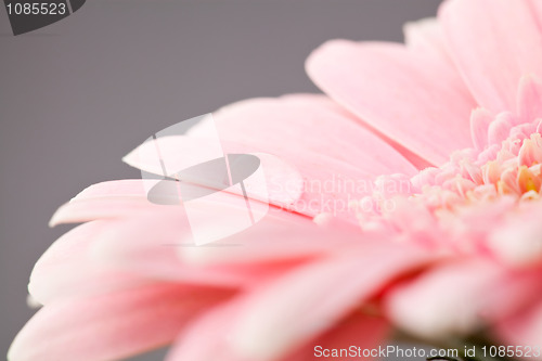 Image of Gerbera flower