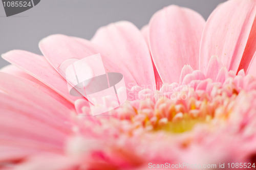 Image of Gerbera flower