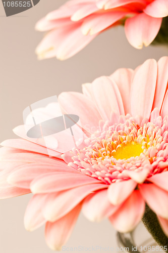 Image of Gerbera flowers