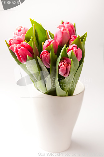 Image of Pink tulips