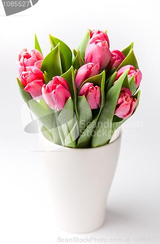 Image of Pink tulips