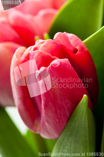 Image of Pink tulips