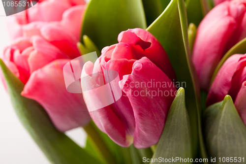 Image of Pink tulips