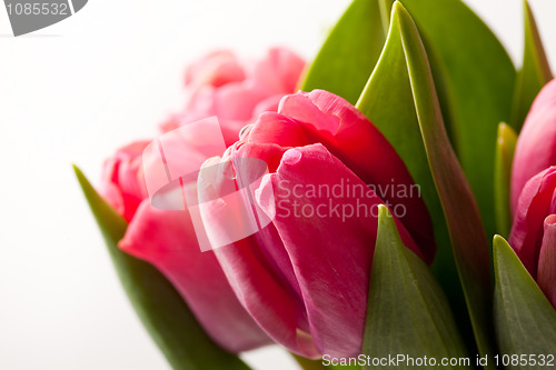 Image of Pink tulips