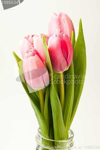 Image of Pink tulips