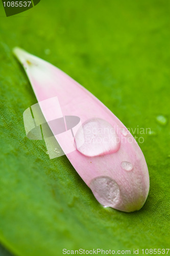 Image of Pink daisy petal