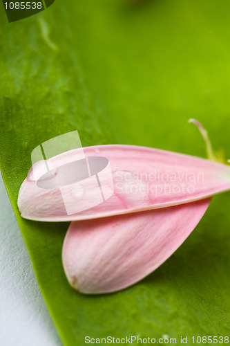 Image of Pink daisy petals