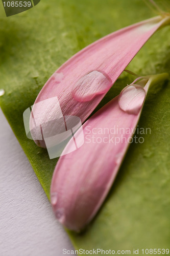 Image of Pink daisy petals