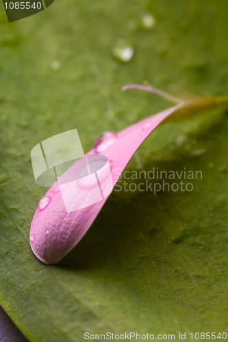 Image of Pink daisy petal