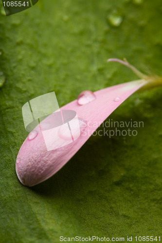 Image of Pink daisy petal