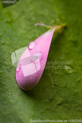 Image of Pink daisy petal