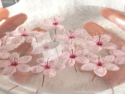 Image of home spa - a litte pink flowers