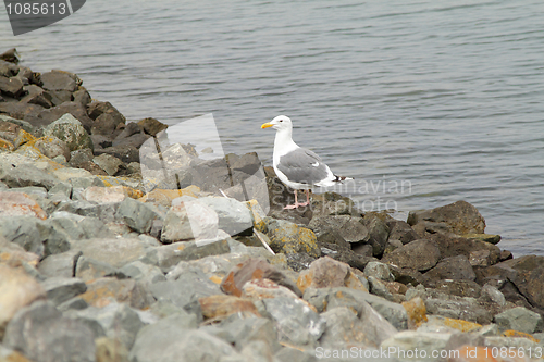 Image of A seagull