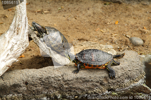 Image of Turtles in zoo