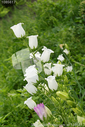 Image of White bellflower